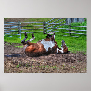 Paint Horse Rolling in Mud Funny Equine Foto Poster