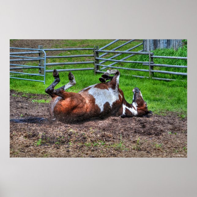 Paint Horse Rolling in Mud Funny Equine Foto Poster (Vorne)