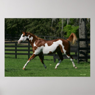 Paint Horse Running 1 Poster