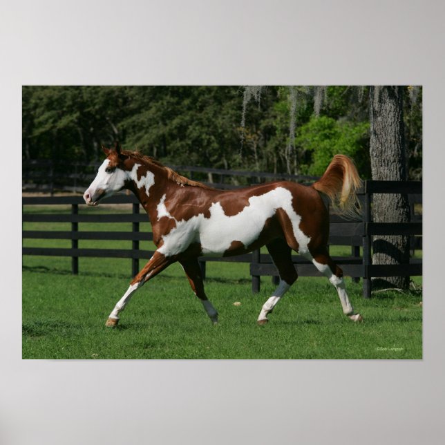 Paint Horse Running 1 Poster (Vorne)
