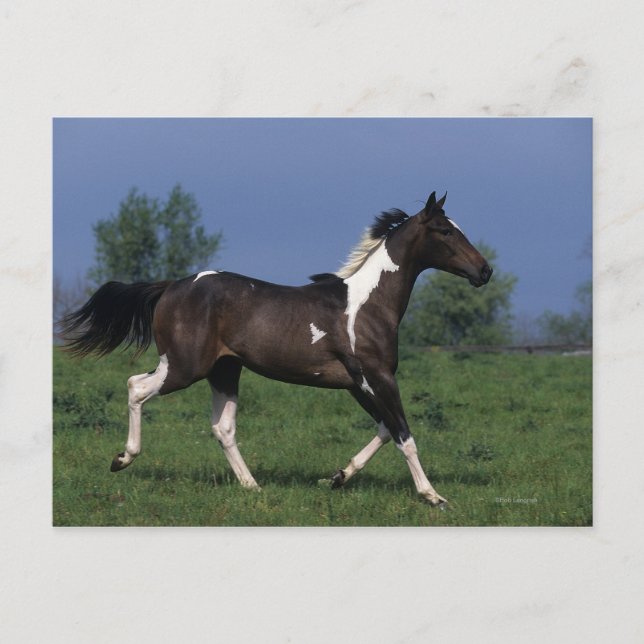 Paint Horse Running 2 Postkarte (Vorderseite)