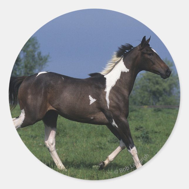 Paint Horse Running 2 Runder Aufkleber (Vorderseite)