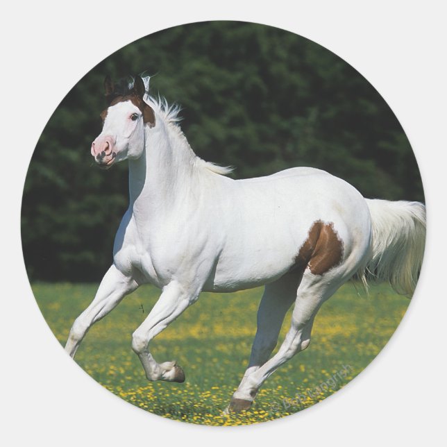 Paint Horse Running in Grassy Field Runder Aufkleber (Vorderseite)