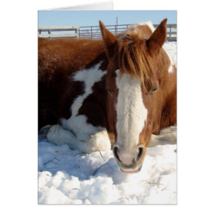 Paint Horse Snowny Snooze ensoleillé