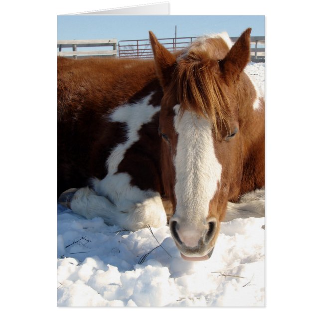 Paint Horse Snowny Snooze ensoleillé (Devant)