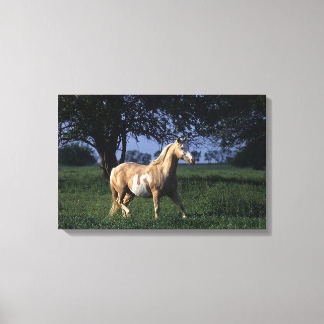 Paint Horse Stehend 2 Leinwanddruck (Vorderseite)