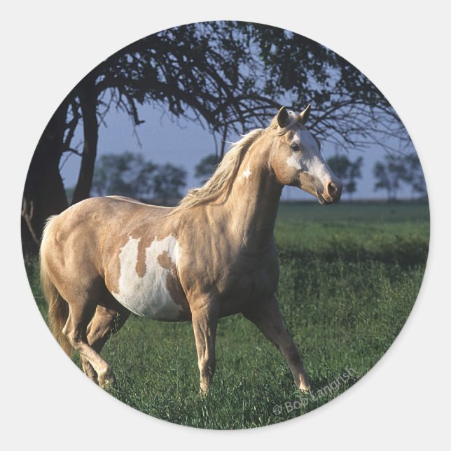 Paint Horse Stehend 2 Runder Aufkleber (Vorderseite)