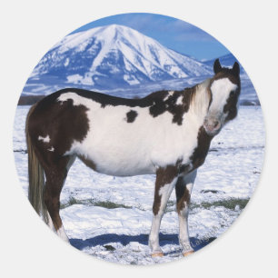 Paint Horse Stehend im Schnee Runder Aufkleber