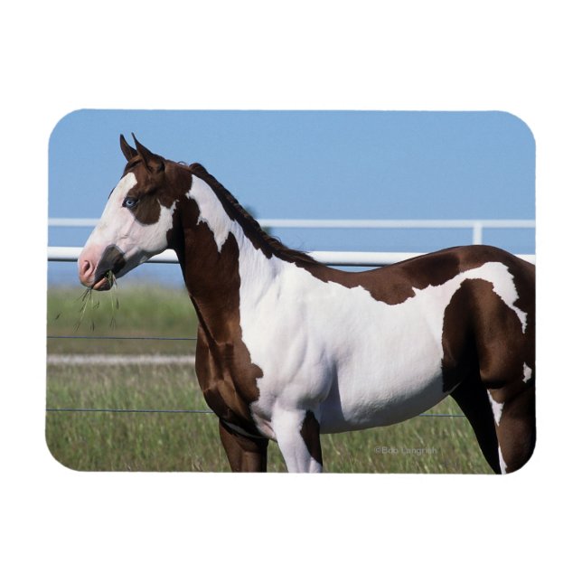Paint Horse Stehend Magnet (Horizontal)