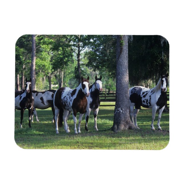 Paint Horses in the Trees Magnet (Horizontal)