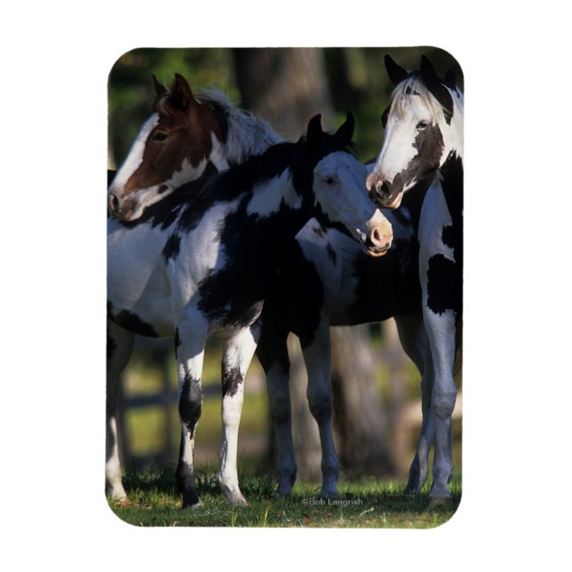 Paint Horses Magnet (Vertikal)