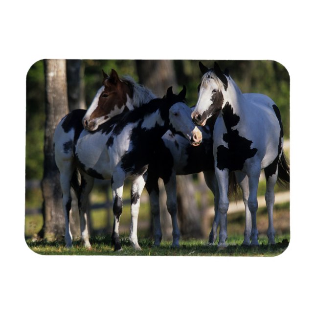Paint Horses Magnet (Horizontal)