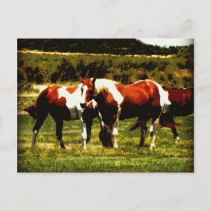 Paint Horses Postkarte
