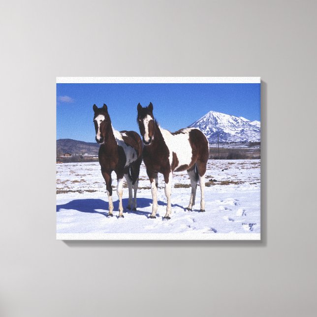 Paint Horses Stehend im Schnee Leinwanddruck (Vorderseite)