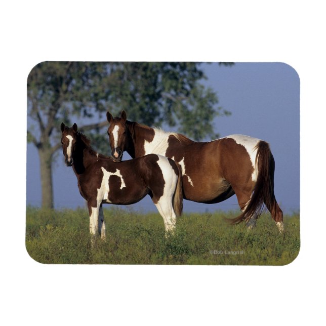 Paint Mare & Foal Magnet (Horizontal)