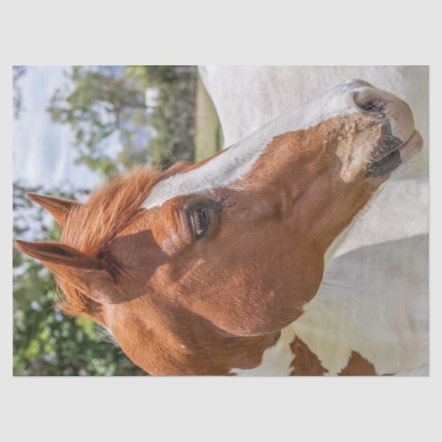 Paint Pferd Portrait Seidenpapier (Vorderseite)