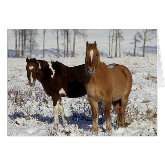 Paint Pferde im Schnee (Vorderseite (Horizontal))