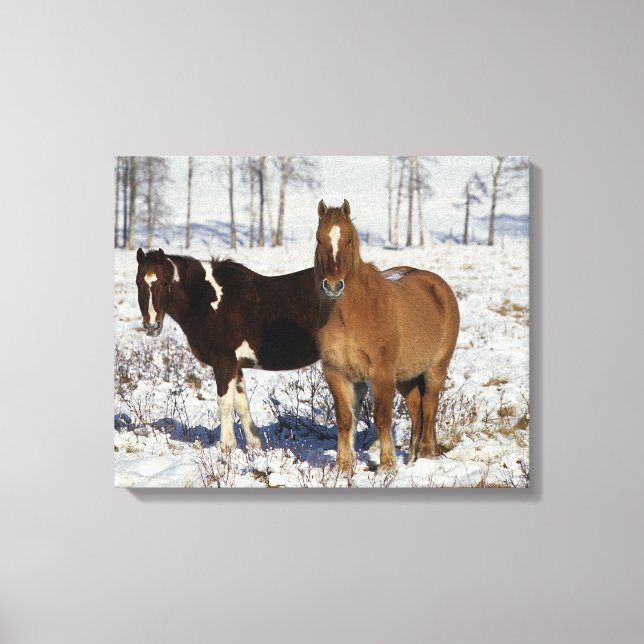 Paint Pferde im Schnee Leinwanddruck (Vorderseite)
