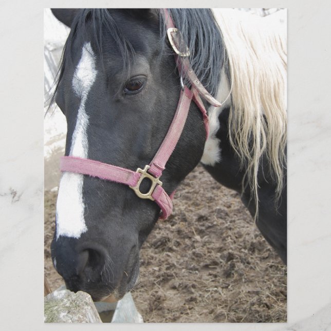 Paint Pinto Pferd (Vorderseite)