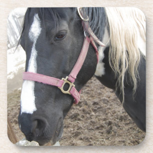 Paint Pinto Pferd Getränkeuntersetzer