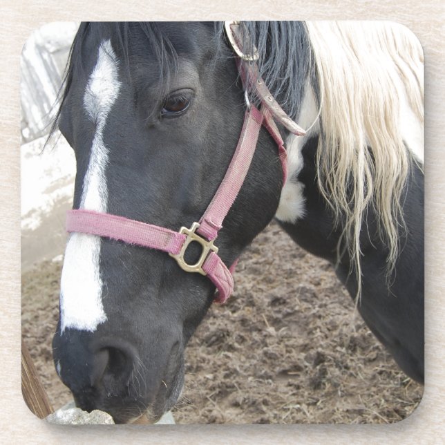 Paint Pinto Pferd Getränkeuntersetzer (Vorderseite)