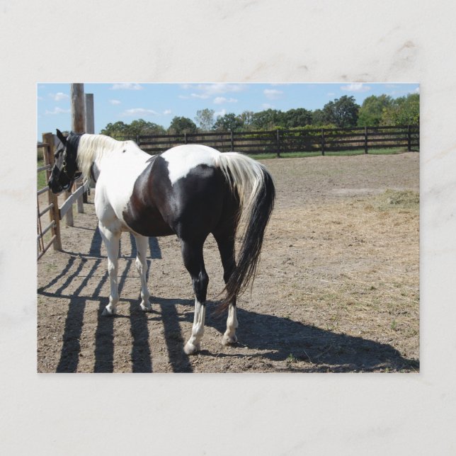 Paint/Pinto Pferd Postkarte (Vorderseite)