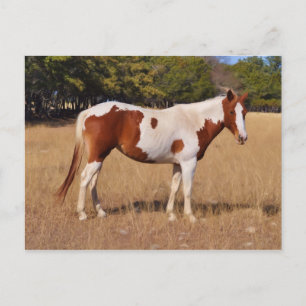 Paint Postkarte