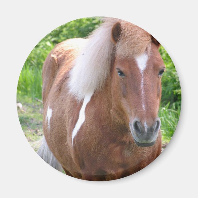 Paint Quarterhouse Magnet (Vorne)