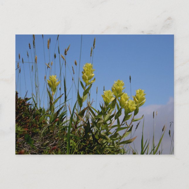 Paintbrush, Insel Unalaska Postkarte (Vorderseite)