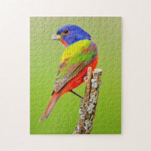 Painted Bunting