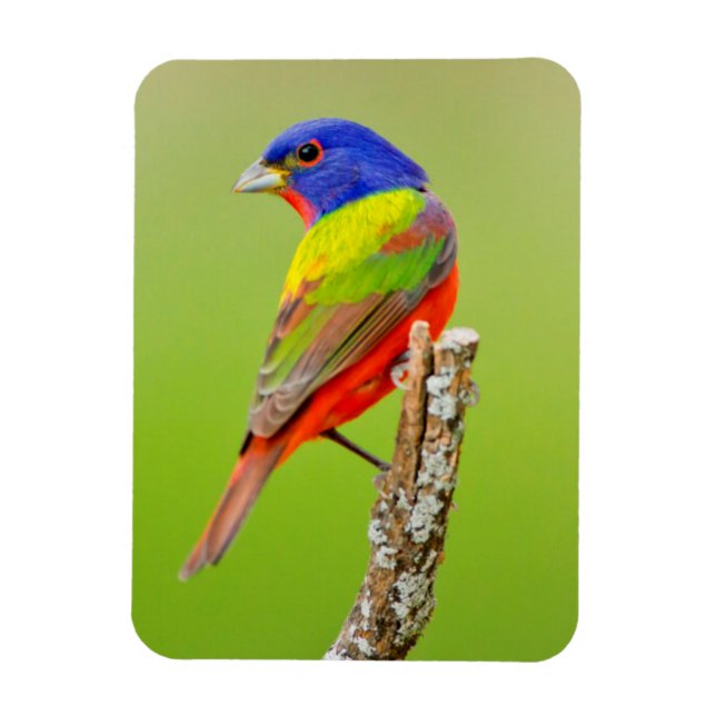 Painted Bunting Magnet (Vertikal)