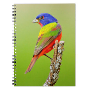 Painted Bunting Notizblock