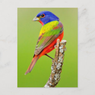 Painted Bunting Postkarte