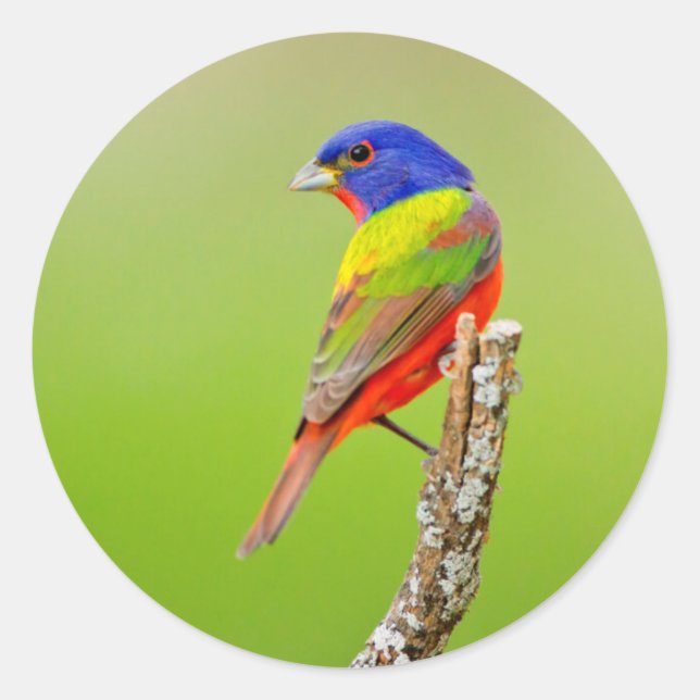 Painted Bunting Runder Aufkleber (Vorderseite)