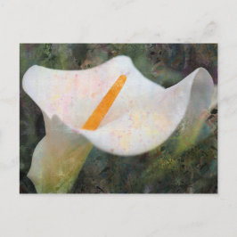 Painted Calla Lily Horizontal Postcard Postkarte