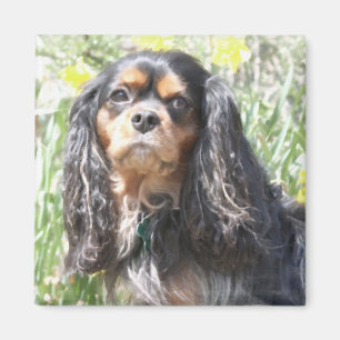 Painted Cavalier King Charles Spaniel Magnet