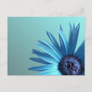 Painted Daisy Postkarte