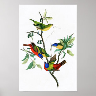 Painted Finch John James Audubon Birds of America Poster