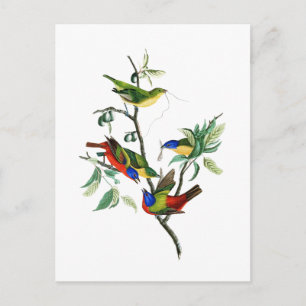 Painted Finch John James Audubon Birds of America Postkarte