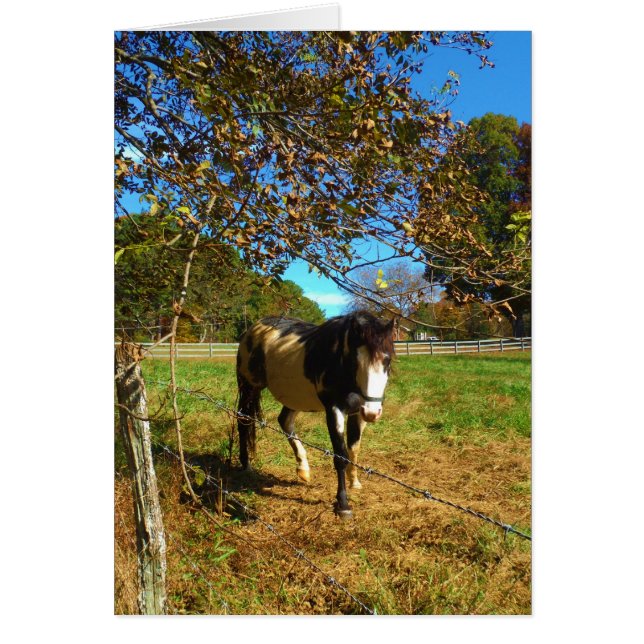 Painted Horse, (Vorne)