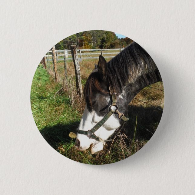 Painted Horse, Eating Queen Ann Lace Blume Button (Vorderseite)