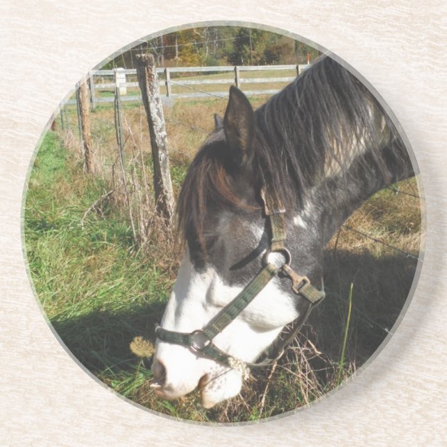 Painted Horse, Eating Queen Ann Lace Blume Getränkeuntersetzer (Vorne)