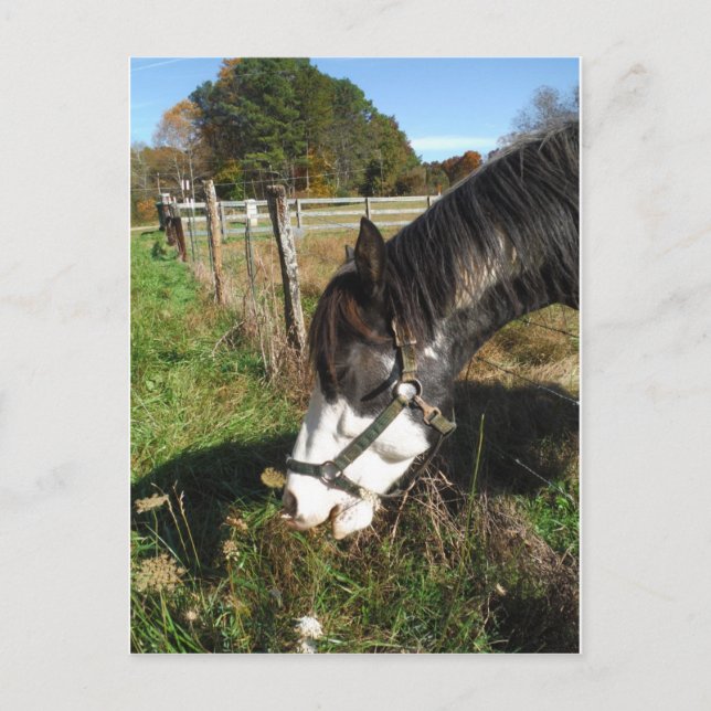 Painted Horse, Eating Queen Ann Lace Blume Postkarte (Vorderseite)