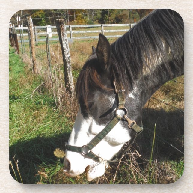 Painted Horse, Eating Queen Ann Lace Blume Untersetzer (Vorderseite)