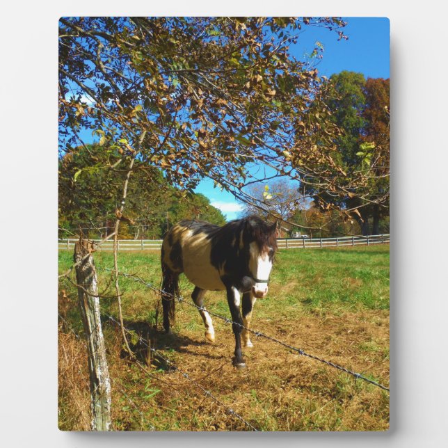 Painted Horse, Fotoplatte (Vorderseite)
