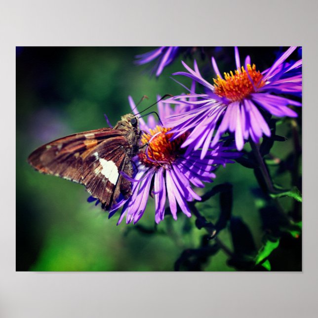 Painted Lady Butterfly On Wild Aster Flower  Poster (Vorne)