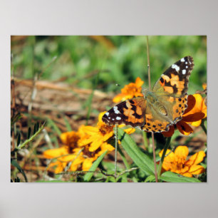Painted Lady Butterfly on Zinnia Print Poster