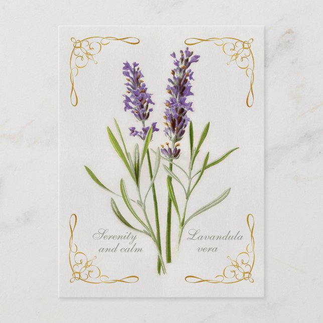 Painted Lavandula Vera Serenity and Calm Postkarte (Vorderseite)