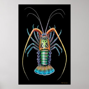 Painted Spiny Hummer Poster