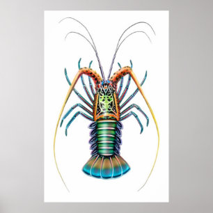 Painted Spiny Hummer Poster